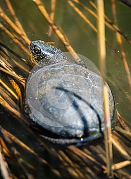European pond turtle in shallow waters