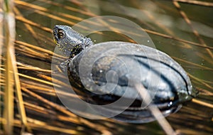 European pond turtle in shallow waters