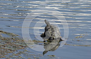 European pond turtle on the stones by the bank of Seyhan river