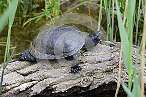 European pond turtle