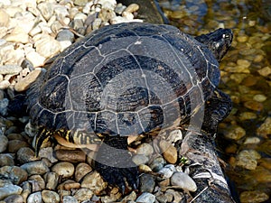 European pond turtle sunbathing on the shore