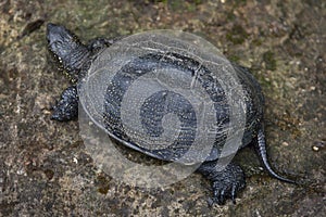 European pond turtle (Emys orbicularis). photo