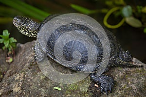 European pond turtle (Emys orbicularis). photo