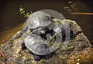 European pond turtles basking on the rock