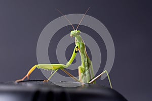 European Praying Mantis female or Mantis religiosa close up against dark background