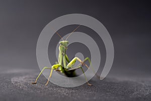 European Praying Mantis female or Mantis religiosa close up against dark background