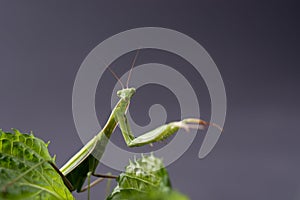 European Praying Mantis female or Mantis religiosa close up against dark background
