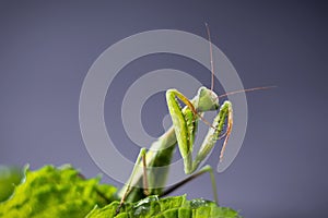 European Praying Mantis female or Mantis religiosa close up against dark background