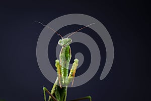 European Praying Mantis female or Mantis religiosa close up against dark background