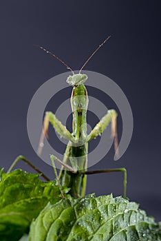 European Praying Mantis female or Mantis religiosa close up against dark background