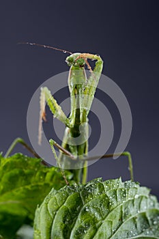 European Praying Mantis female or Mantis religiosa close up against dark background