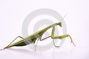 European Praying Mantis female or Mantis religiosa close up against white background