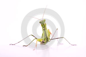 European Praying Mantis female or Mantis religiosa close up against white background