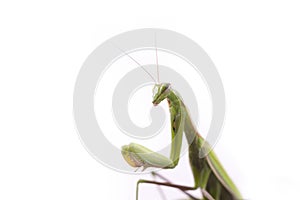 European Praying Mantis female or Mantis religiosa close up against white background