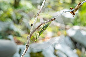 European (Praying) mantis hanging on a dry thin branch
