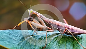 European Praying Mantis (Mantis religiosa), close up
