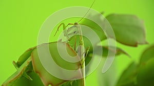 European praying mantis sitting on leaves cleaning itself