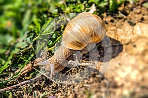 European pulmonate land snail.