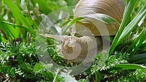 European pulmonate land snail (Helix aspersa)