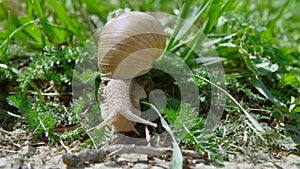 European pulmonate land snail (Helix aspersa)