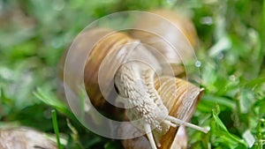 European pulmonate land snail (Helix aspersa)