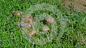 European pulmonate land snail (Helix aspersa)