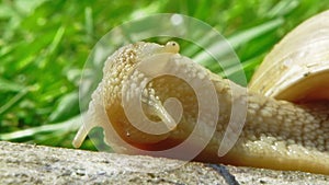 European pulmonate land snail (Helix aspersa)