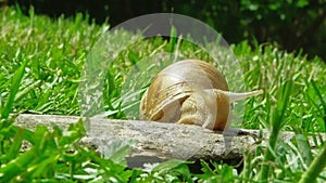 European pulmonate land snail (Helix aspersa)