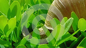 European pulmonate land snail (Helix aspersa)