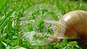 European pulmonate land snail (Helix aspersa)