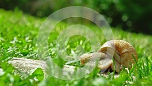 European pulmonate land snail (Helix aspersa)