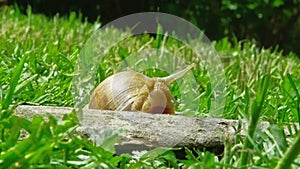 European pulmonate land snail (Helix aspersa)