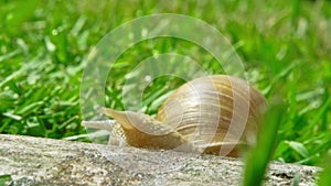 European pulmonate land snail (Helix aspersa)