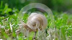 European pulmonate land snail (Helix aspersa)