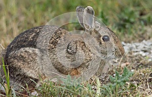 European rabbit