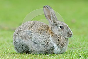 European Rabbit