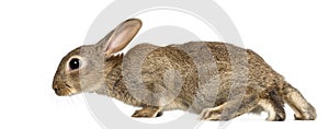 European rabbit or common rabbit, 2 months old