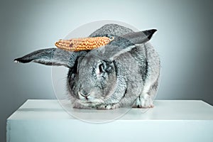 European rabbit or common rabbit, 2 months old, Oryctolagus cuniculus