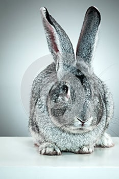 European rabbit or common rabbit, 2 months old, Oryctolagus cuniculus