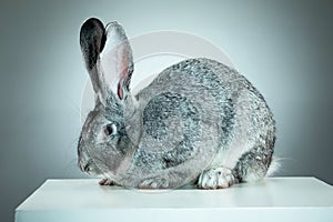 European rabbit or common rabbit, 2 months old, Oryctolagus cuniculus