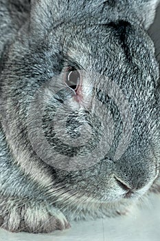 European rabbit or common rabbit, 2 months old, Oryctolagus cuniculus