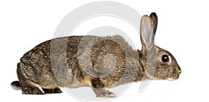 European rabbit or common rabbit, 3 months old, Oryctolagus cuniculus against white background