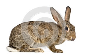 European rabbit or common rabbit, 3 months old