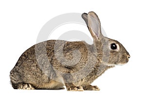 European rabbit or common rabbit, 3 months old