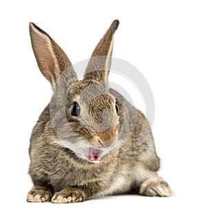 European rabbit or common rabbit smiling, 2 months old, Oryctolagus cuniculus against white background photo