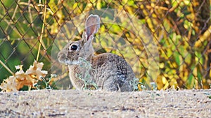 European rabbit conejo de campo