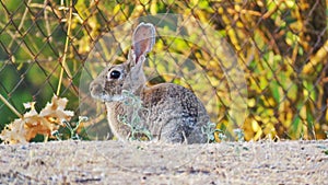 European rabbit conejo de campo photo