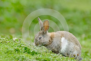 European Rabbit eating