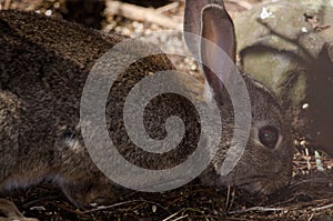 European rabbit eating on the forest floor.