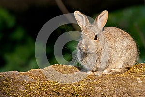 European Rabbit kitten